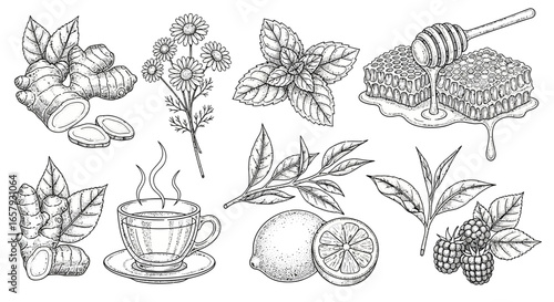 Detailed line art illustration of ingredients for herbal tea, including ginger, chamomile, mint, honeycombs, tea leaves, lemon, and raspberries, with a steaming cup of tea.