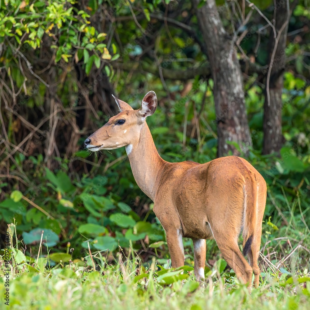 Obraz premium A reddish-brown antelope stands in lush green vegetation