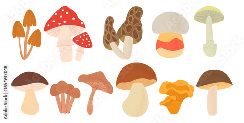 Set of forest mushrooms isolated on dark background. Edible and poisonous mushroom fly mushroom.