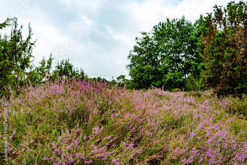 Wallpaper Mural Vor der Kulisse eines historischen Schafstalls breitet sich die blühende Heide im Heiligen Hain bei Wahrenholz aus – ein Symbol für traditionelle Landschaftspflege und Kulturerbe. Torontodigital.ca