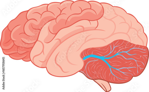 Detailed view of a brain highlighting its structure and surrounding capillaries for educational purposes.