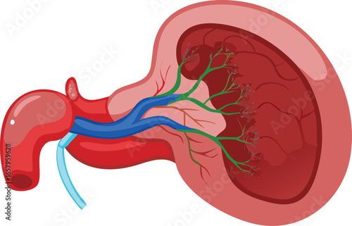 Diagram of the human stomach and small intestine, illustrating their anatomical structure and connection.