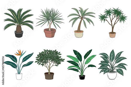 Eight potted green houseplants including palms and bird of paradise are arranged on white
