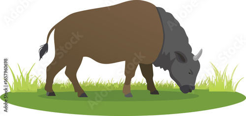 A bison grazing in green grass against a plain white background.