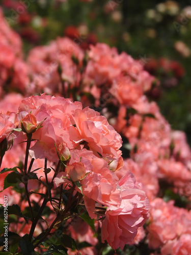 ときめきもまだやや硬く