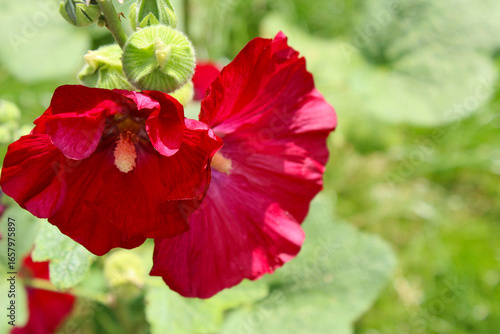 Wallpaper Mural red mallow flowers close-up on a blurred green natural background Torontodigital.ca