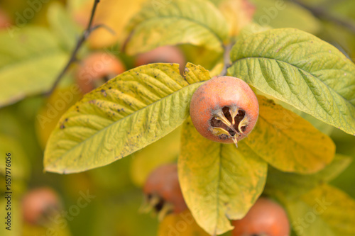 Foto ripe medlar fruits on the tree close up