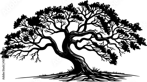 A black and white drawing depicts a large, gnarled tree with many branches against a white background.
