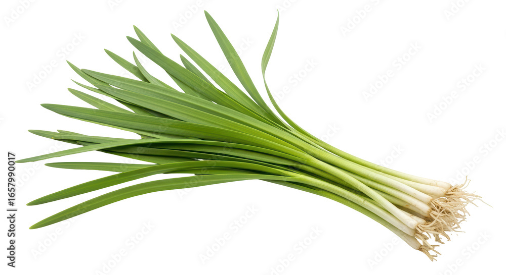 Fototapeta premium Isolated Bunch of Fresh Garlic Shoots