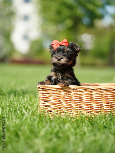 Yorkshire Terrier Puppy Sitting in a white wicker basket on Green Grass. Fluffy, cute dog Looks at the Camera. Domestic pets
