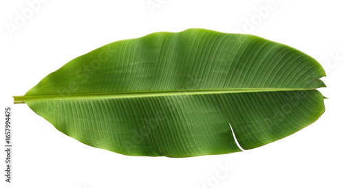 Isolated Banana Leaf