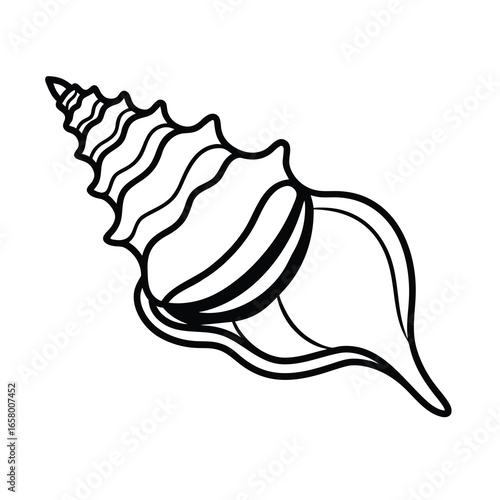 ocean conch clip art on white background 