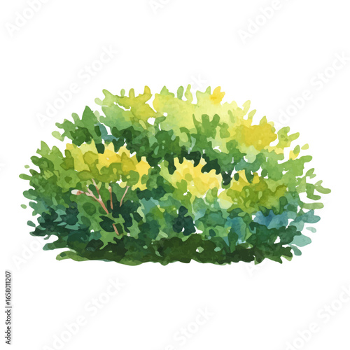watercolor green bush isolated on a transparent background