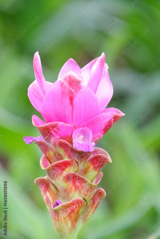 Obraz premium Siam Tulip or Summer Tulip blossom in botanical garden with blurred green nature background 