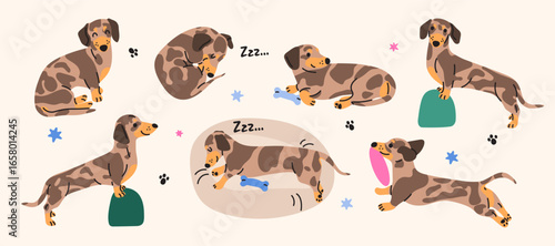 Dachshund flat illustrations set. Cute sausage dog, different poses, emotions and actions. Happy pet, cheerful puppy characters, doxie breed, cartoon flat mascot, adorable playful animal
