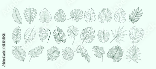 Tropical monstera leaves, palm and banana leaves. Hand drawn sketches or outlines of monstera leaves.