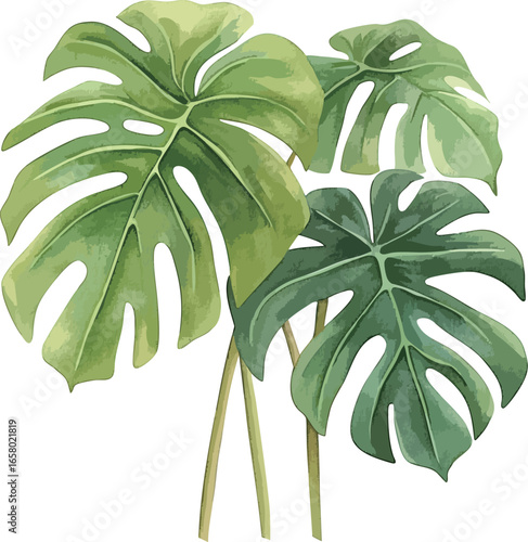 Watercolour clipart of a monstera deliciosa