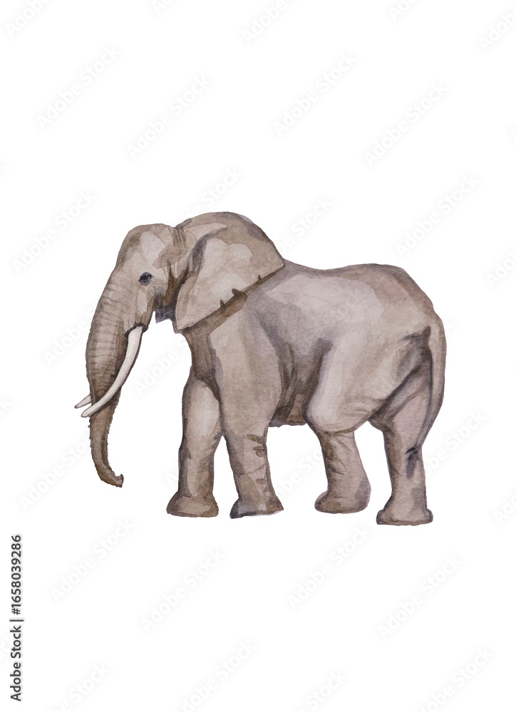 Obraz premium Elephant illustration