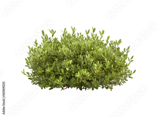 A group of lush green bushes with dense foliage