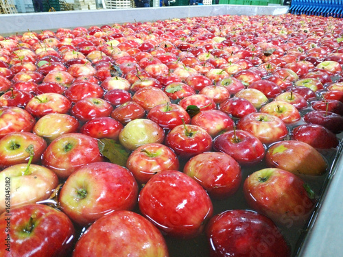 washing apples on an industrial scale. ripe, juicy apples before calibration, packing and sending for sale. tasty and healthy fruits. dietary nutrition. vitamins, minerals and fiber