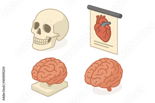 Anatomy study icon set isometric vector illustration. Medical, biology, and science education graphics with human skull, brain model, and heart diagram poster. Organ collection.