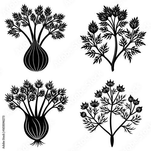 Four black and white botanical illustrations of plants with leaves and bulbous roots on white