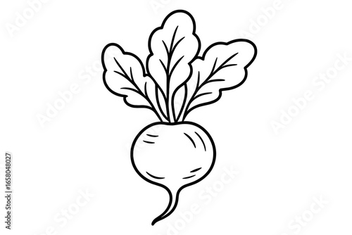 Radish vegetable line drawing, green leaves illustration, unique root shape and botanical details, minimalist black outline, hand drawn garden food, fresh produce vector art, transparent background