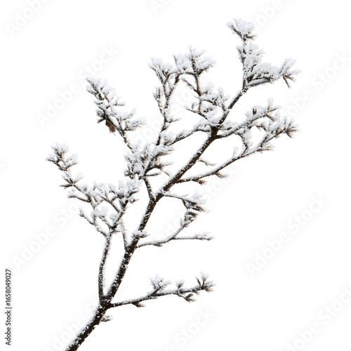 Snow Covered Frozen Tree Branch with Frost Isolation