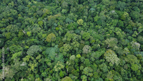 Lush Green Canopy: An Aerial View of a Dense Tropical Rainforest Landscape Cameroon
