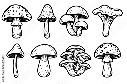 Mushroom hand drawn vector illustration set. Fungi icon collection in black and white line art style. Forest toadstools, amanita, chanterelle doodle sketch for design.