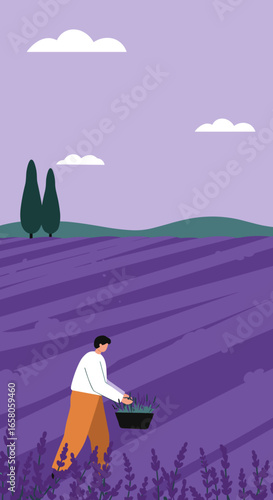 Person harvesting fragrant lavender in a beautiful purple field under a vast sky. Ideal for concepts of agriculture, wellness, or travel.
