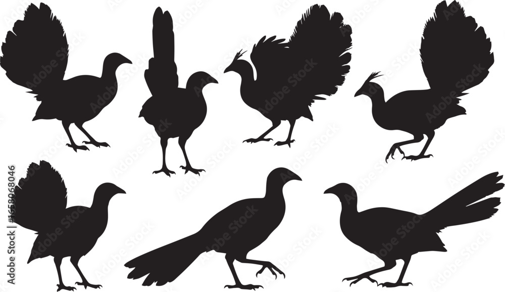 Naklejka premium Lyrebird Silhouette Vector