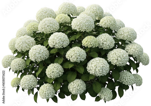 Lush white hydrangea bush blossom isolated on transparent background