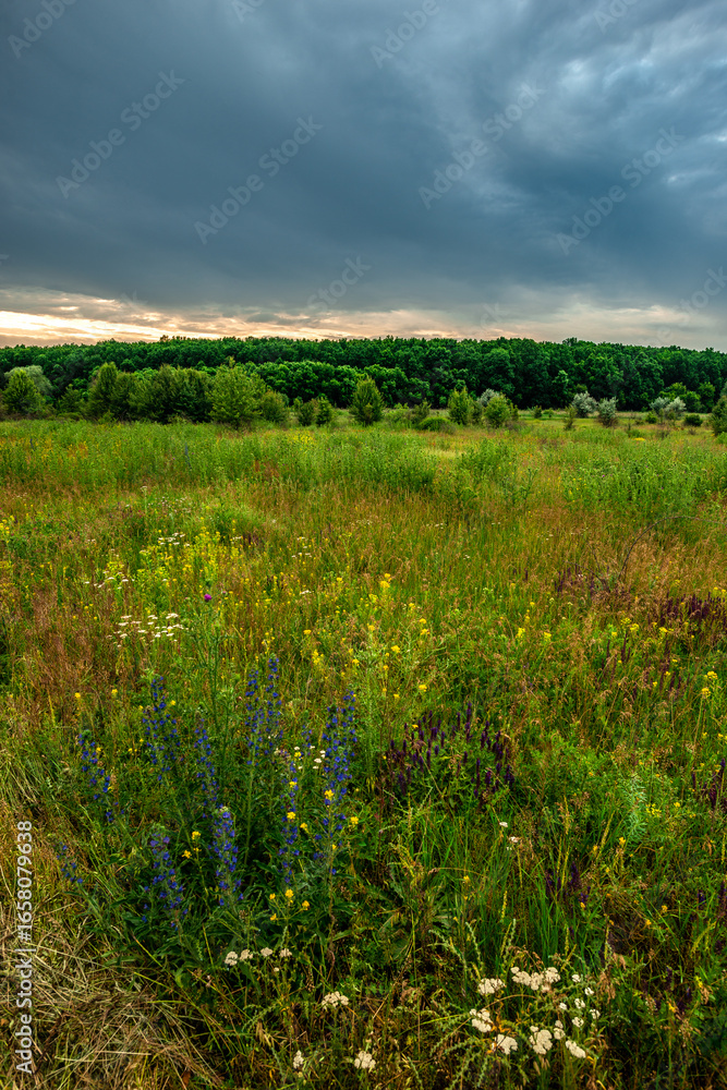 Obraz premium A horizontal view of a vibrant green field with assorted wildflowers, a dense treeline on the horizon, and a stormy grey and white sky during a late afternoon.