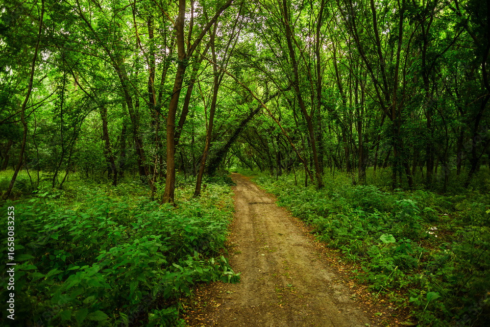 Fototapeta premium A wide, horizontal image of a serene dirt path passing through a dense forest of leafy green trees, with thick undergrowth and dappled sunlight filtering through the canopy.