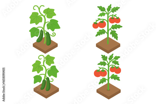 Isometric flat vector icon set of vegetable garden assortment including cucumber vine with leaves, ripe tomato plant with fruit, fresh organic veggies illustration on transparent background