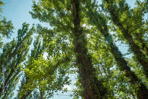 Looking up at the canopy of tall, verdant trees with sun-dappled leaves and thick, textured trunks, with a clear blue sky in the background on a bright summer day.