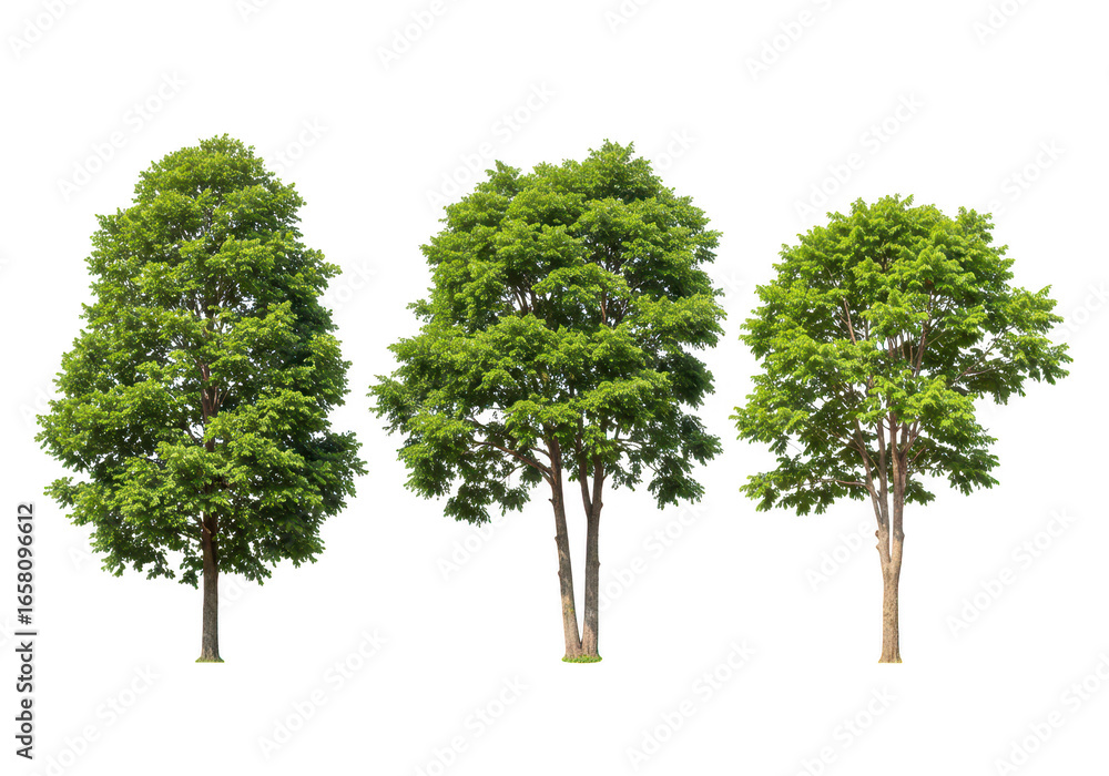 Fototapeta premium Three healthy green trees with dense leaves and strong trunks, standing tall and isolated on a transparent background