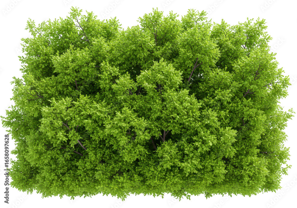 Fototapeta premium Green bush isolated on transparent background