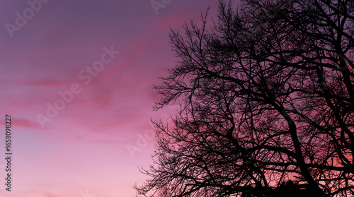 Bare Tree Branches Silhouetted Against a Colorful Sunset Sky