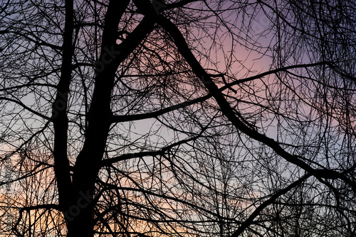 Silhouette of a Tree Against a Beautiful Purple and Pink Sunset