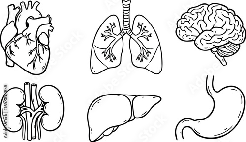 Human internal organs vector set heart lungs brain kidneys liver stomach anatomy illustration 