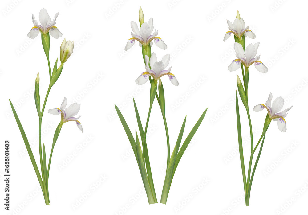 Fototapeta premium Three delicate white and pink irises with green stems and leaves, isolated on a transparent background