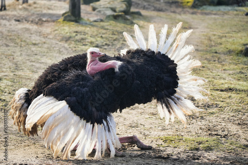 balzender Vogelstrauß
