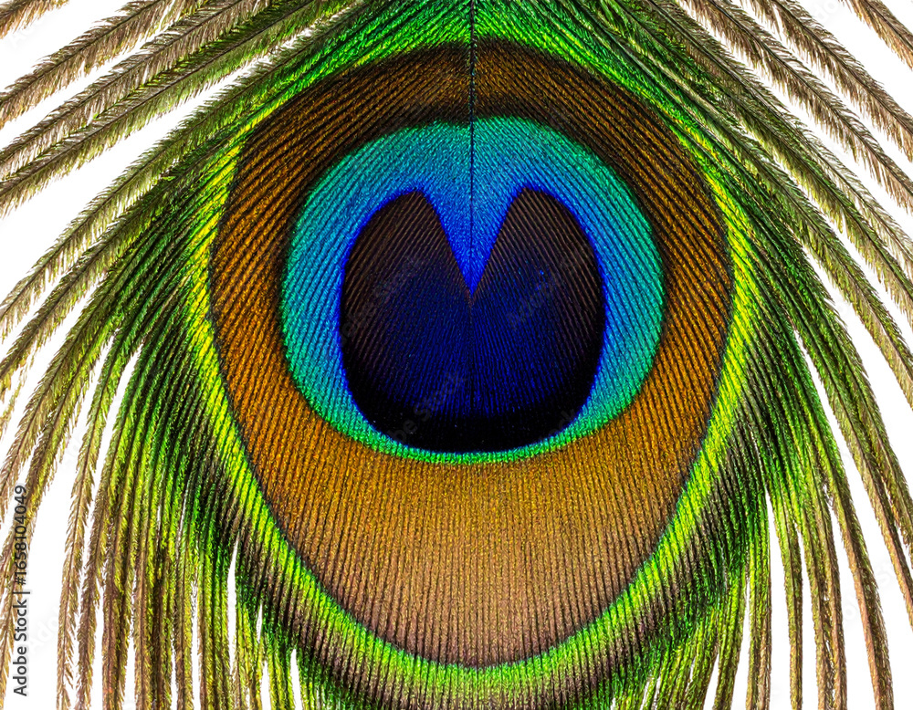 Obraz premium peacock feather detail
