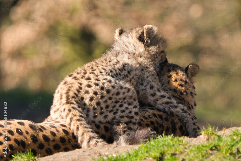 Fototapeta premium Mama nimmt mich Huckepack