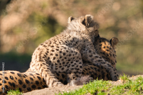 Mama nimmt mich Huckepack