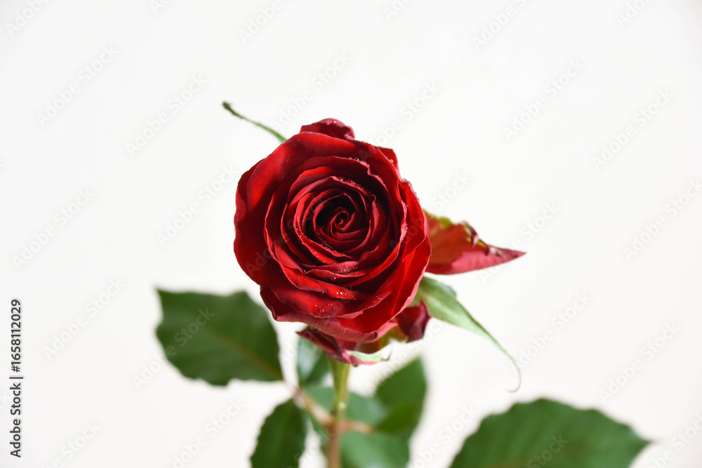 Fototapeta premium 赤い薔薇