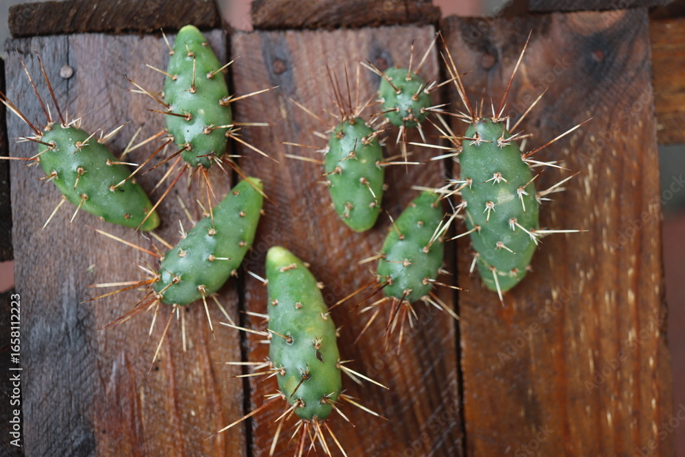Fototapeta premium kaktus opuncja opuntia fragilis
