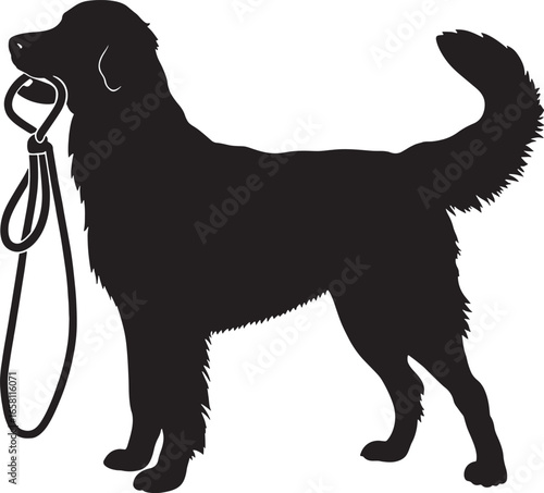 Silhouette of a golden retriever dog holding a leash in its mouth ready for a walk silhouette